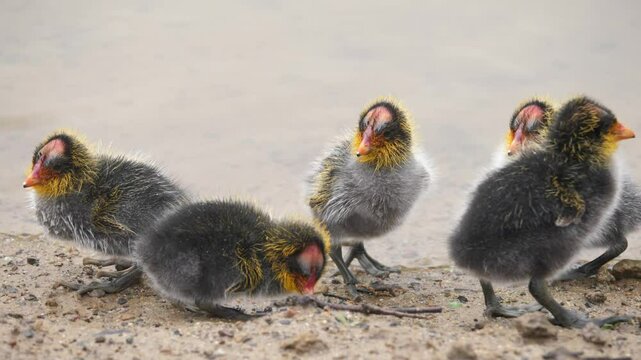 Fluffy red-knobbed coot chicks exploring the sandy shore near water in Cape Town, South Africa