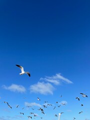Seagulls