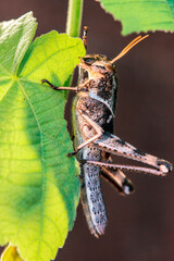 Grasshopper resting on a plant