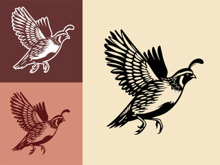 Gambel Quail bird hand drawn vector illustration