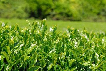 茶畑を背景に、光沢のあるお茶の葉。新茶シーズンの新鮮で濃い緑色の葉