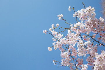 満開のソメイヨシノと青空