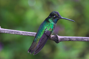 Discover the Enchanting Talamanca Hummingbird: Nature's Jewel in Flight