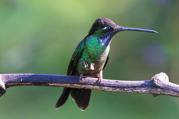 Discover the Enchanting Talamanca Hummingbird: Nature's Jewel in Flight