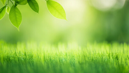 Obraz premium Close up of nature view green grass leaf on blurred greenery background under sunlight with bokeh and copy space using as background natural plants landscape, ecology cover concept.