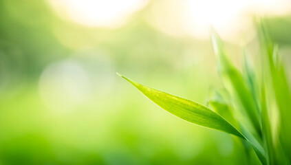 Close up of nature view green grass leaf on blurred greenery background under sunlight with bokeh and copy space using as background natural plants landscape, ecology cover concept.