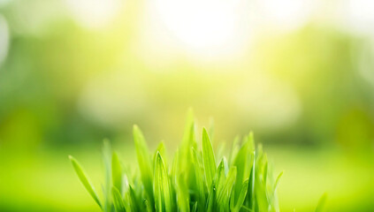 Obraz premium Close up of nature view green grass leaf on blurred greenery background under sunlight with bokeh and copy space using as background natural plants landscape, ecology cover concept.