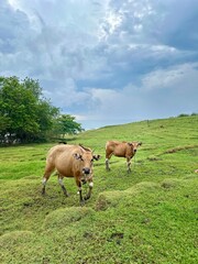 Two red cows graze on a beautiful green meadow after the rain on the coast of the Indian Ocean