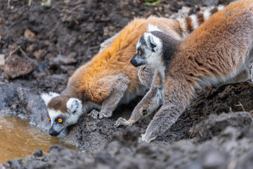 Fototapeta premium Group of ring-tailed lemurs drinking and grooming at muddy waterhole. Female lemurs with babies showcase their distinctive striped tails against brown fur coats. Isalo National Park, Madagascar.