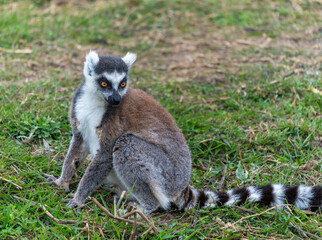 A ring-tailed lemur sitting on the grass with its distinctive black and white striped tail. Isalo National Park, Madagascar.