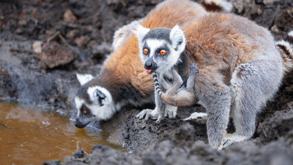 A group of ring-tailed lemurs drinking water from a muddy pond. Some lemurs are carrying their young, showcasing their matriarchal society. Isalo National Park, Madagascar.