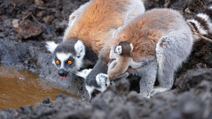 Group of ring-tailed lemurs drinking and grooming at muddy waterhole. Female lemurs with babies showcase their distinctive striped tails against brown fur coats. Isalo National Park, Madagascar.