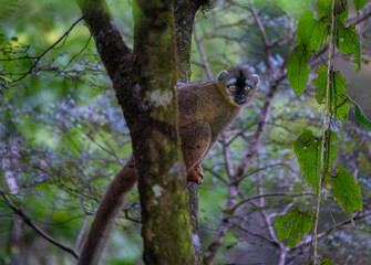A brown lemur clings to a tree in a lush forest. The lemur's bright eyes and distinctive facial markings stand out. Ranomafana National Park, Madagascar.
