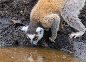 Fototapeta premium Group of ring-tailed lemurs drinking and grooming at muddy waterhole. Female lemurs with babies showcase their distinctive striped tails against brown fur coats. Isalo National Park, Madagascar.