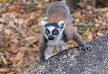 A ring-tailed lemur with large eyes stands on a rock. The lemur's fur is gray with white accents, and it is surrounded by a natural forest floor. Isalo National Park, Madagascar.