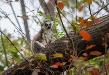 Fototapeta premium A ring-tailed lemur sits on a tree branch surrounded by foliage. The lemur's distinctive black and white striped tail is visible. Isalo National Park, Madagascar.