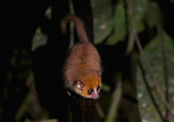 A small, brown mouse lemur clings to a branch in the lush rainforest of Ranomafana National Park, Madagascar. Its large, round eyes and delicate features give it an endearing appearance.