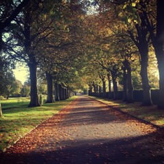 Autumnal Pathway Lined with Trees