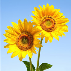 Fototapeta premium Bright sunflowers against clear blue sky, radiating joy and warmth