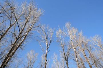 Birch trees at Island 22 Regional Park along Fraser River during a fall season in Chilliwack, British Columbia, Canada