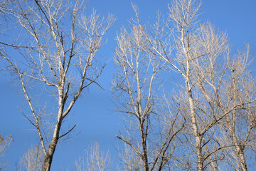 Birch trees at Island 22 Regional Park along Fraser River during a fall season in Chilliwack, British Columbia, Canada