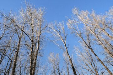 Birch trees at Island 22 Regional Park along Fraser River during a fall season in Chilliwack, British Columbia, Canada