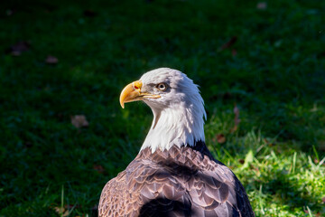 profile of bald eagle or haliaeetus leucocephalus bird