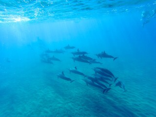 Obraz premium Swimming with the dolphins in the ocean