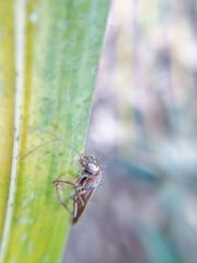 Sicus ferrugineus sitting on a plant leaf