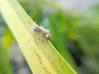 Sicus ferrugineus sitting on a plant leaf