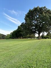 golf course in the morning