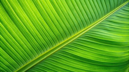 closeup of green banana leaf texture abstract nature background