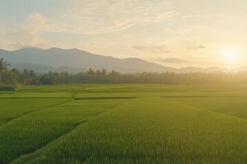 Naklejka premium Serene Rice Field at Sunset with Mountain View