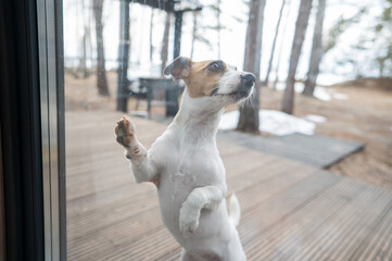 The dog stands at the patio window and asks to go inside the house. 
