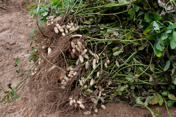 Fresh peanuts plants with roots plants harvest of peanut plants.
