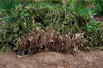 Fresh peanuts plants with roots plants harvest of peanut plants.