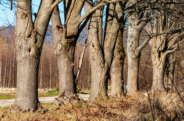 Drogowskazy, na drzewie, szlaku kolor zielony © Maciej G. Szling