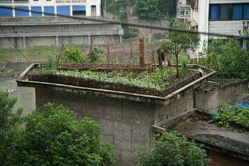 中国、成都市、農村、屋上、庭園