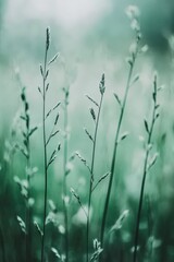 Obraz premium Close-up of green grass blades with soft background.