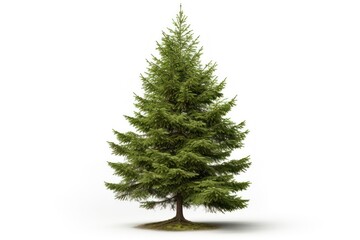 Fototapeta premium Spruce tree plant pine.