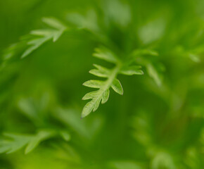 Macro close-up of the tip carrot leaf with limited focus. Many shades of green

