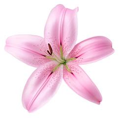 Naklejka premium Pink lily flower, a close-up of nature's beauty.