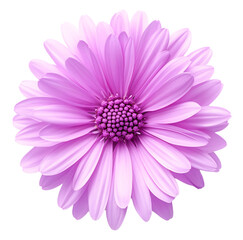 A single, delicate purple flower. The petals are soft and ruffled.