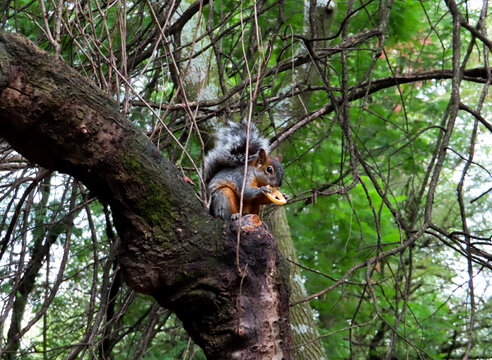 Squirrel climbing a tree in a lush green forest