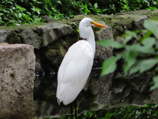 White crane perched near a stone wall in a serene park