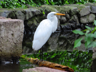 Close-up of a white crane standing in a quiet green park