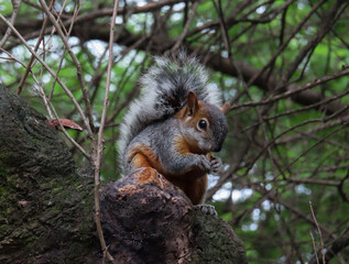 A squirrel holding a nut on a tree branch in a park