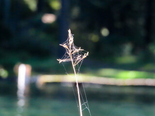 Single blade of grass illuminated by sunlight by a lake