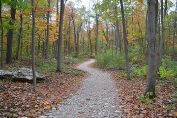 Serene Autumn Forest Trail with Colorful Fall Leaves and Clear Pathway