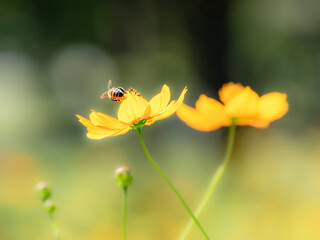 秋の公園や花壇を彩るコスモス（キバナコスモス）のある風景。コスモスの蜜を集めに来たミツバチ。背景。自然風景素材。